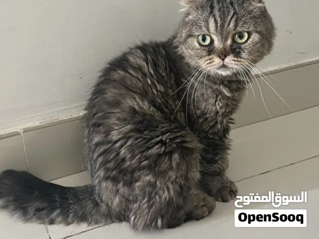 قطة للتبني بسبب السفر
