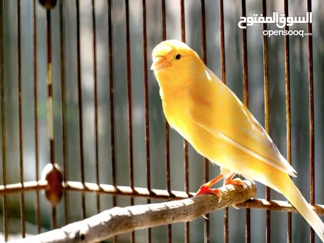يعطيكو العافيه مطلوب جوز كناري بعسر مناسب والافضل يكون ب اربد ايدون