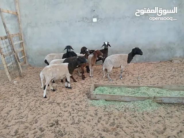 نعاح للبيع اتصل علي الرقم في الرصف