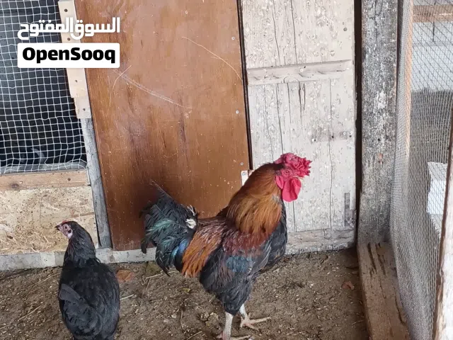 ديك بلدي العمر سنتين 5 دنانير