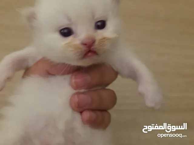 قطط شيرازية للتبني
