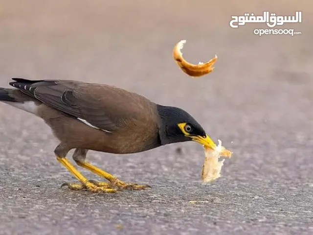 متوفر    طيور  مينا الجواز