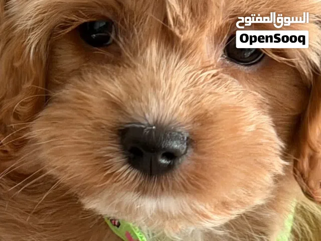 Toy Poodle for sale