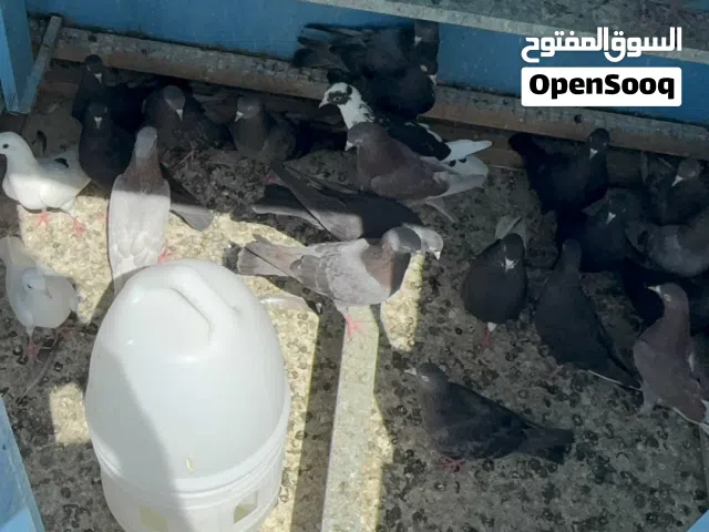 حمام كويتيات للبيع