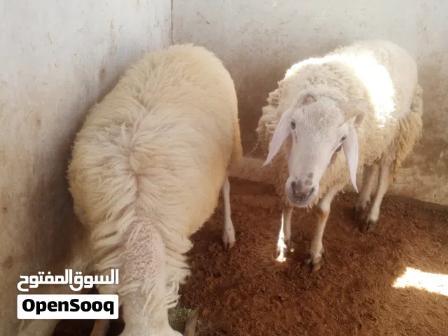 اغنام طلياني اصلي
