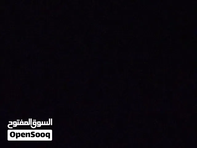 اغنام محلية