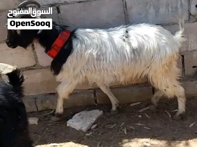 عقيقه ذبيحه نذر بلدي سن نظيف الموقع سحاب