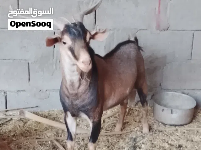 صخل قطري درجة اولة