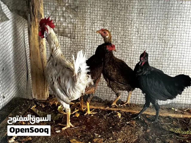 ديك و ثلاث دجاجات