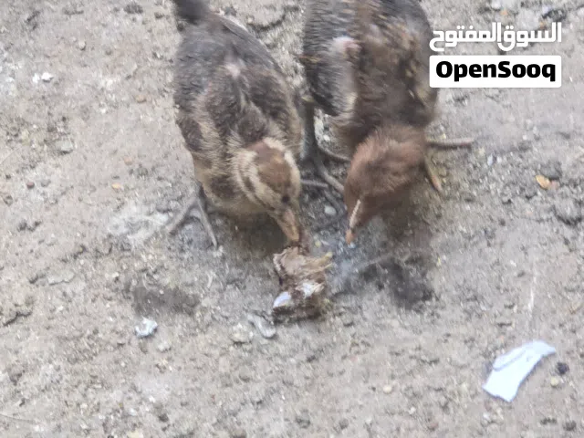 كتاكيت للبيع بعمر شهر وعندي بعمر يومين