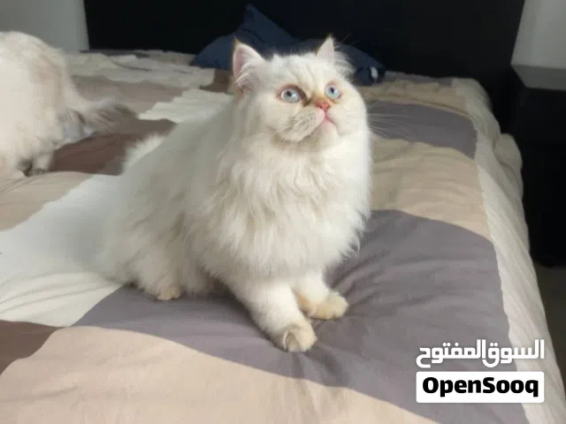 قط ذكر للبيع