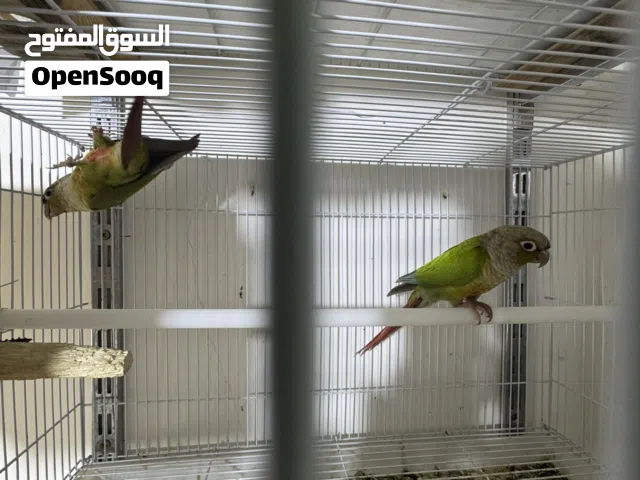 زوج كنيور كرين شيك على وجه مبياض لازمات بيت شرط الصحه والانتاج مال محمية مضمونات