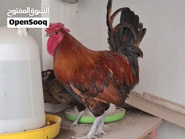 2 Roosters for Sale