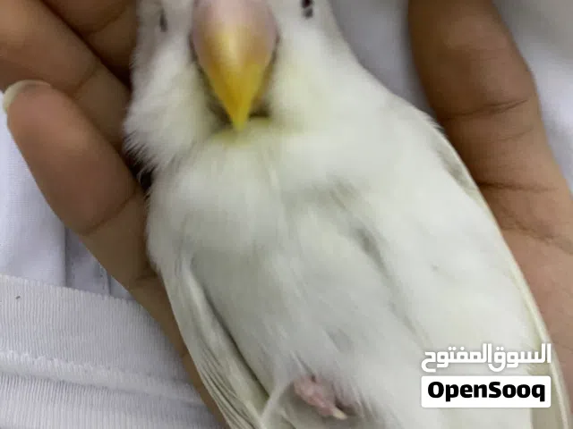 طير روز البينو عيون حمرا