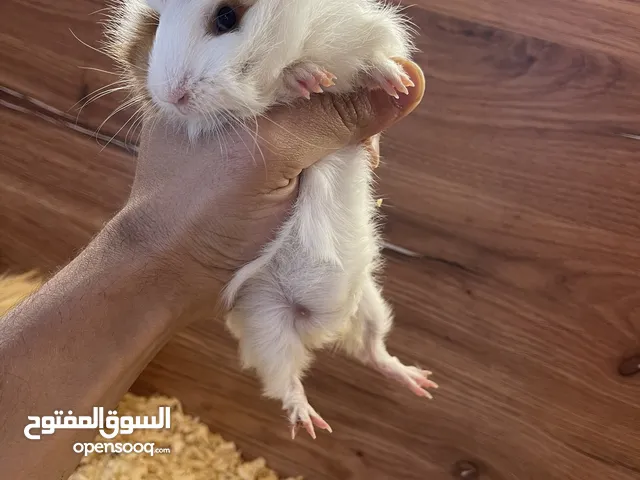 وبر فرنسي للبيع