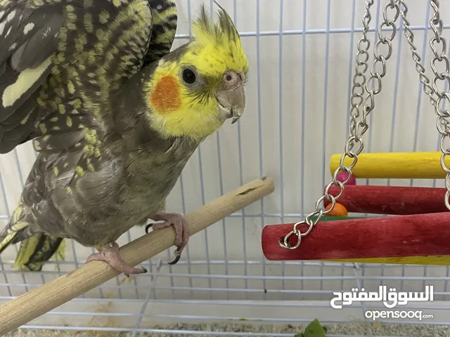 كروان كوكتيل