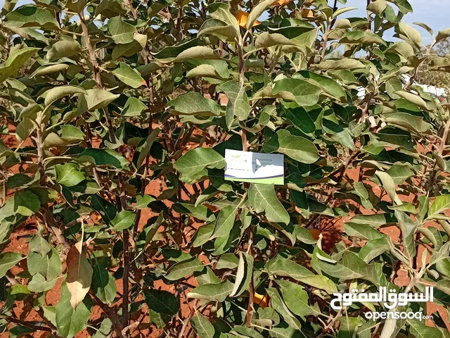 تقليم أشجار الزيتون