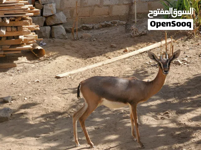 عزلان عربية  اصيلة منتجة للبيع فقط ب477الف ريال قديم او 3400 سعودي