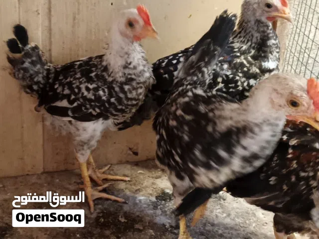 سلام عليكم متاح ديوجة دندراوي خط اول عمر شهرين ونص سعر التك ب5