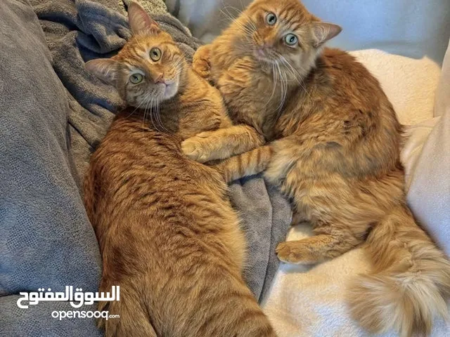 2 Bonded Ginger Cats For Adoption