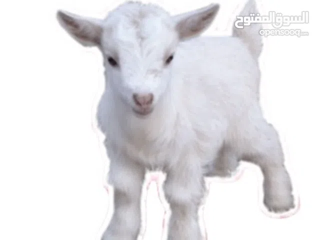 للبيع ماعز جيكي