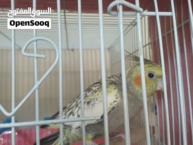 طائر كوكتيل انثى