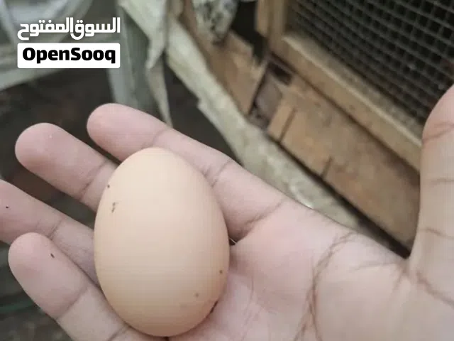 دجاج مستوى قوي حجم جامبو دجاج باكستاني مكس بحرينيدجاج بياض بيض كبير دجاج مستوى قوي حجم جامبو دجاج با