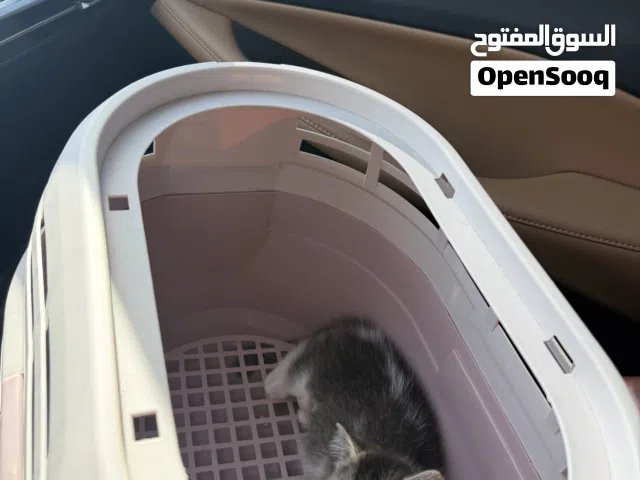 قطه انثى للتبني