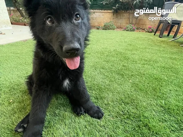 جيرمن شيبرد رويال بلاك