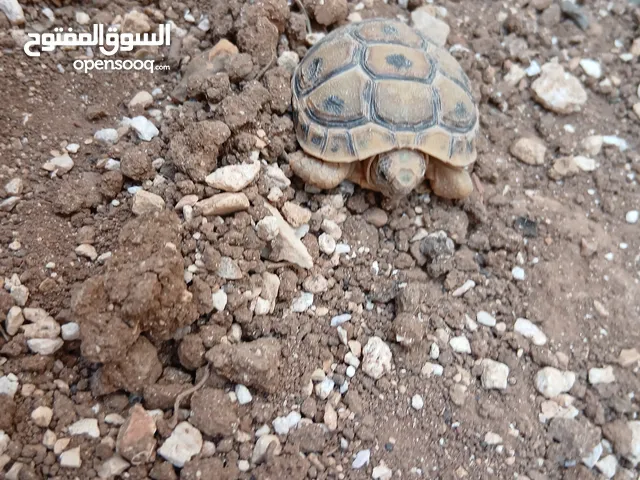 سلاحف شماليه  حبه وسط وحبه صغيره