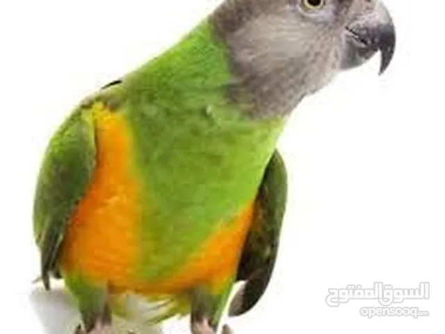 سنغالي من النوادر ببغاء مميز