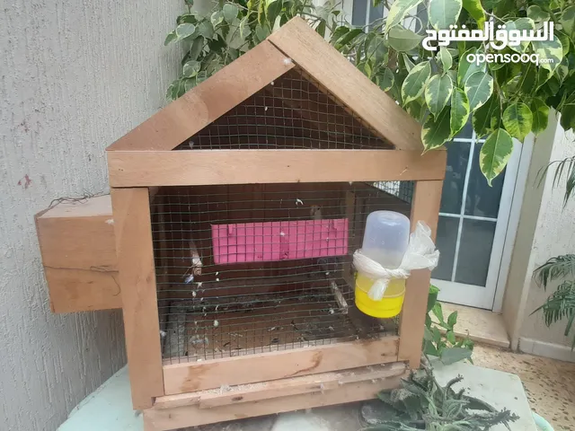 سزنة للتبديل بانتاية بقلينو