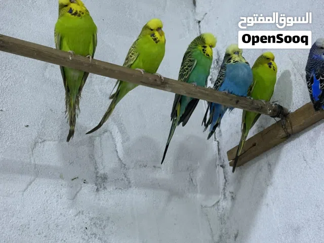 طيور الحب انكليزي. تعزيله. زوج