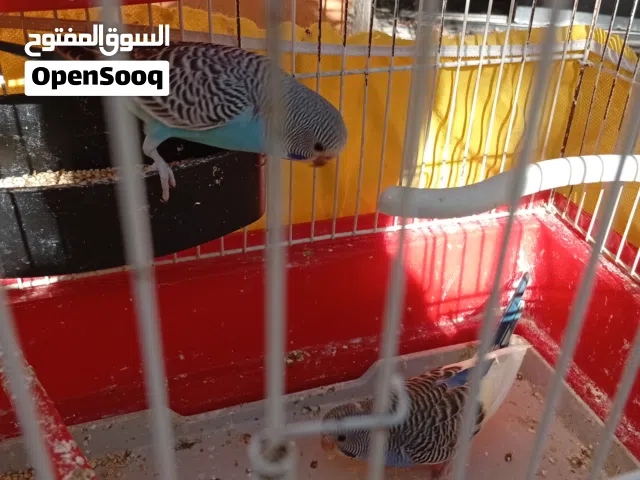 كوكتيل ذكر اليف + 4 طيور حب الوان حلوة وصحه ونظافه 30دينار كامل