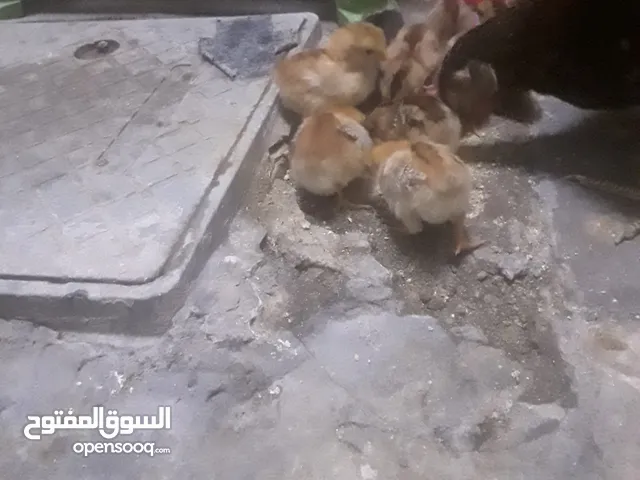 افراخ دجاج كويتي عربي فقط الافراخ العدد 10 افراخ سعر الزوج 6000 اللاف والامايات موجودات مو للبيع