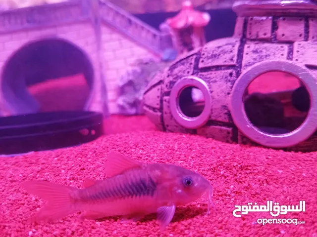 سمك او حوض وسمك للبيع
