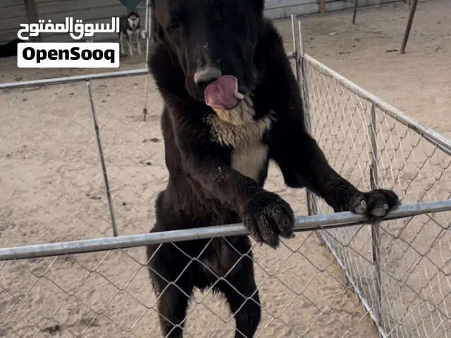 للبيع زوج الباي
