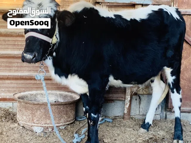 عجل سمين وحلو معلوف براسه