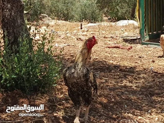 دجاج الاماني للبيع بسعر طري