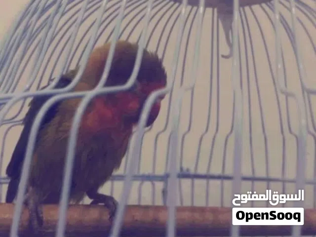 اتبنا جميع انواع الطيور