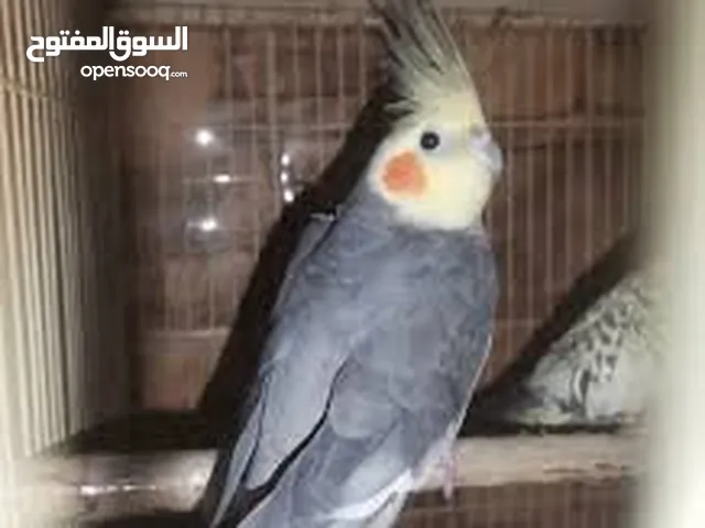 متوفر طيور كوكتيل للبيع بأسعار مغرية للجادين