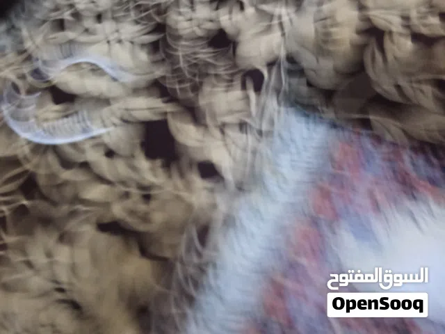 منزل ارضي ايجار الدور الثاني