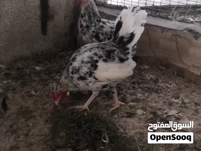 ديوجة عدد 2