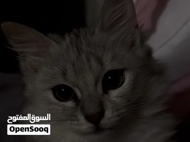 kitten looking for forever home!