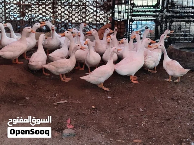 بط للبيع ممتاز