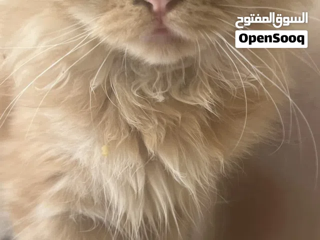 قط سكوتش فولد Scotch fauld