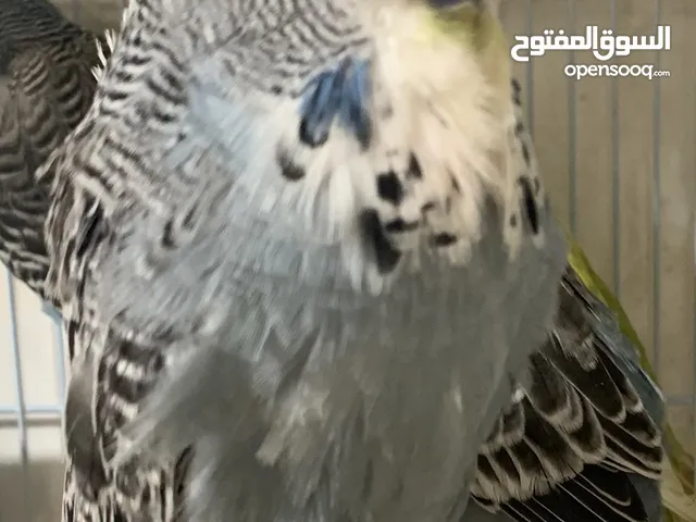 بادجي انجليزي