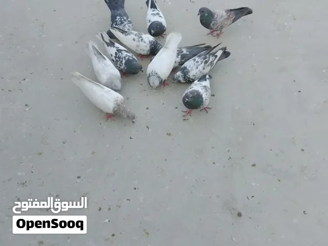 متاح تور اللبيع العدد14