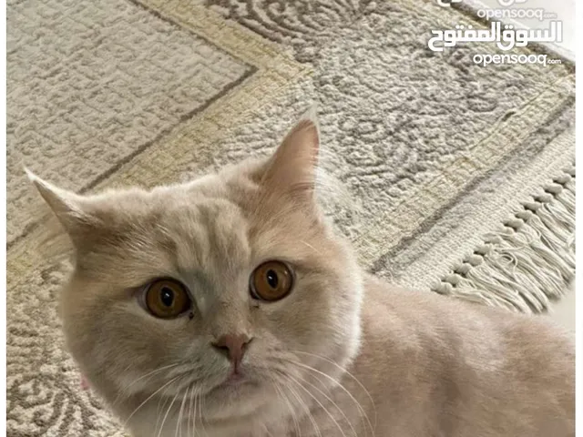 قط شيرازي للتبني ذكر معقم لم ينجب