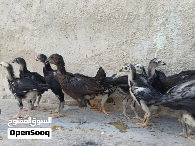 بسم الله وعلى بركة الله اللهم صل وسلم وبارك على سيدنا محمد موجود 32 صوص باكستاني تركي  خشانه ونظافه